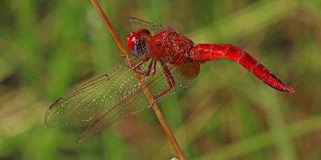 The Incredible Abilities of Dragonflies with Dr. Jessica Ware