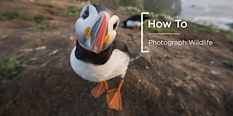 How To | Photograph Wildlife