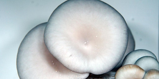 An Introduction to Growing Oyster Mushrooms