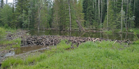 Walk and wonder in the Elbow watershed - West Bragg Creek Day Use Area primary image