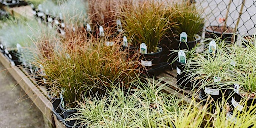 Landscaping With Ornamental Grasses LIVESTREAM