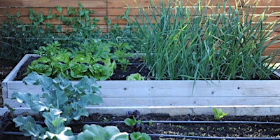 Crop-planning for Your Fall and Winter Vegetable Garden