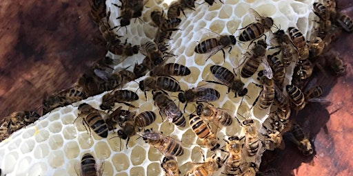 Bee Keeping Experience Day