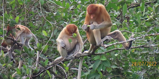 Conservation AND Development: Orangutan, Tiger, Invasive & Endangered Birds