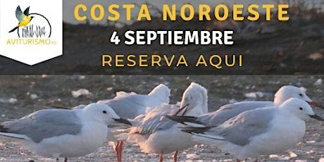 Costa Noroeste, Birdwatching  Cádiz - Observación de aves