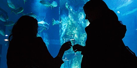 SEA LIFE After Dark with Prosecco primary image