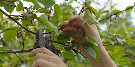 Summer Pruning Workshop