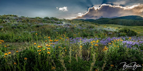Colorado Wildflowers Photo Workshop