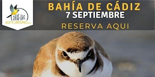 Birdwatching en Bahía de Cádiz - Observación de av