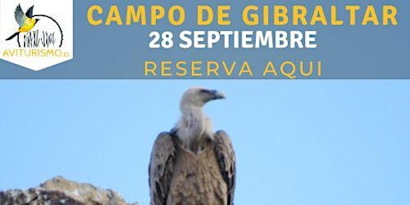 Campo de Gibraltar- La Migración - Observación de aves