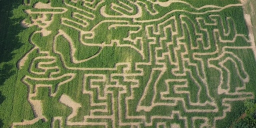 Corn Maze & Pumpkin Patch
