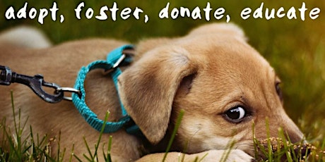 Amigos de Animales Summer Fiesta Fundraiser primary image