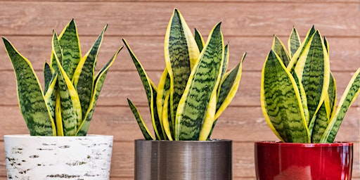 All About Air-Purifying Plants