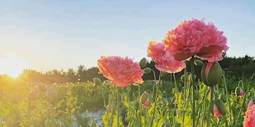 Blooms on 7  Flower Farm: Photographer Open House