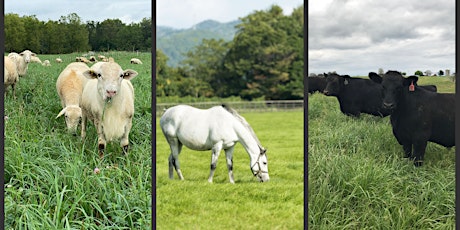 Maryland Grazing School primary image