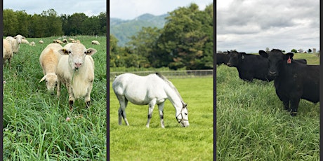 Maryland Advanced Grazing Workshop with Ranching for Profit