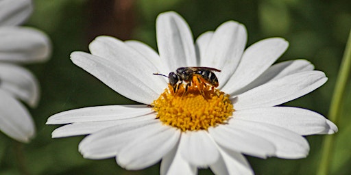 Flowering plants & their fascinating pollinators - a Guided Walk