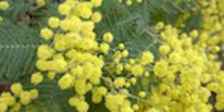 National Wattle Day Celebrations- Daly Reserve