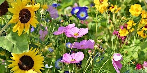 Wildflower Mix for Heritage Week