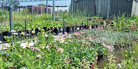 California Native Plants Sale and Open House