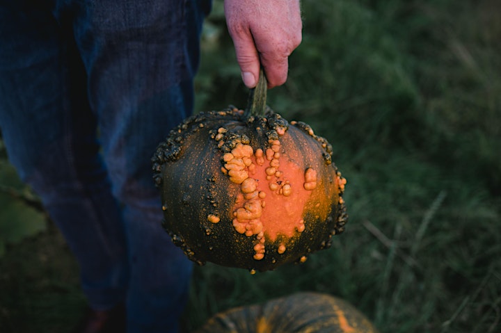 Arnprior Pumpkin Picking 2022 image