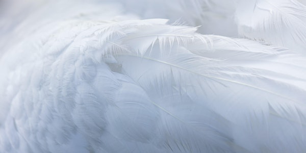 LIVESTREAM | Archangel Meditation