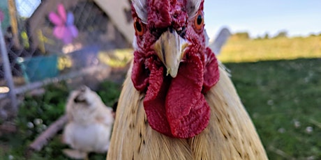 Dealing with 'Aggressive' Roosters