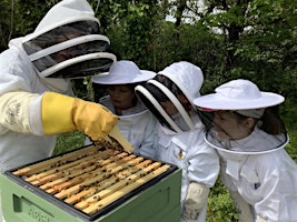 Family Beekeeping Experience