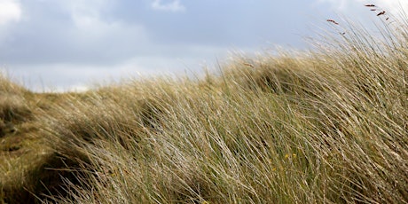 Tywyn Llyn & Tywyn Fferam, Rhosneigr: Citizen Science survey on the dunes