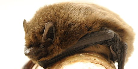 Guided Bat Walk - Greensand Commons Week