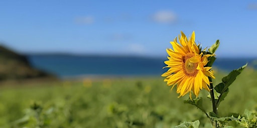 P.Y.O Sunflowers at Nolton Coast