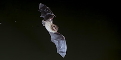 Batty about Bats Halloween Trail - NDC, Wednesday 26 October