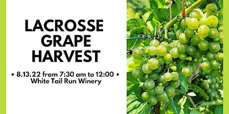 LaCrosse Grape Harvest