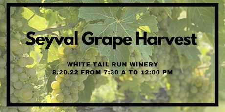 Seyval Grape Harvest @ White Tail Run Winery