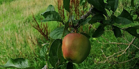 Fruit Foraging Walk on Millmoor Common, Woking (Sunday 25th September 2022)