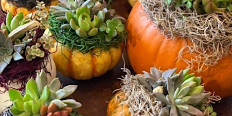 Plant your own Pumpkin Succulent