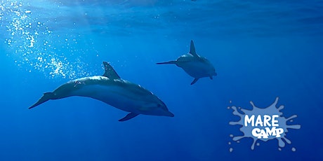 Immagine principale di Dolphin watching & Apero 
