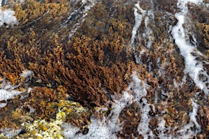 Portofino Seaweed Garden 2022 - Laboratorio e monitoraggio + aperitivo