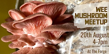 Wee Mushroom Meetup & Community Potluck