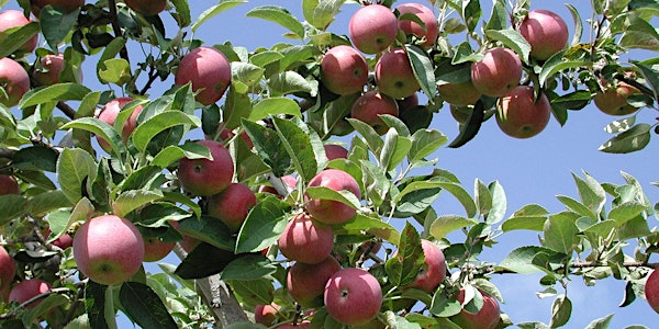 Caravane de l'irrigation Pommes | Goutte à goutte