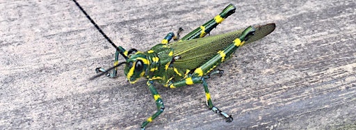 Imagen de colección de Insects