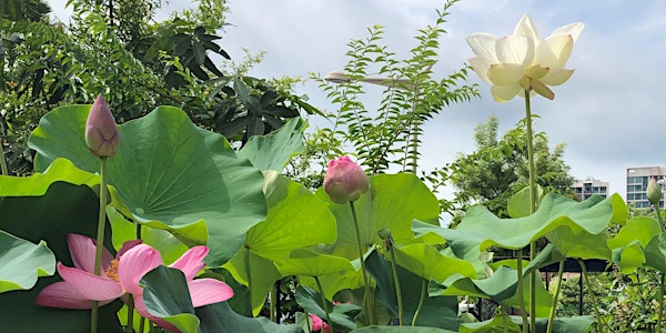Lotus and Waterlily Appreciation