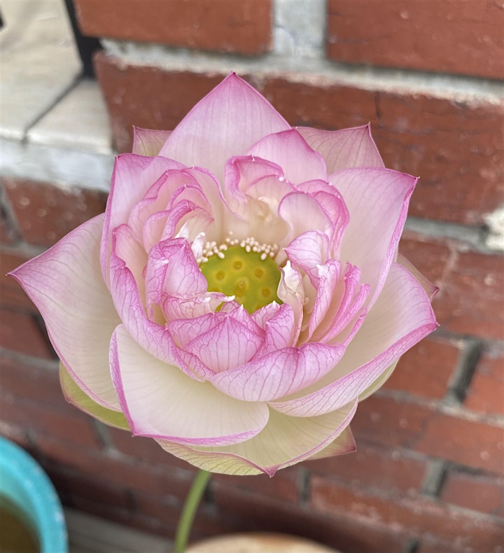 Lotus and Waterlily Appreciation image