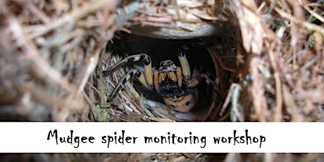 Mudgee spider monitoring workshop primary image