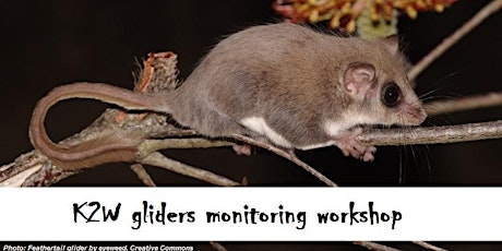 K2W gliders monitoring workshop primary image