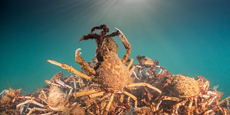 Amazing Spider Crabs of Nairm tour launch (National Science Week)