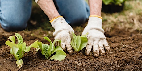 The Basics to Creating a Productive Veggie Patch
