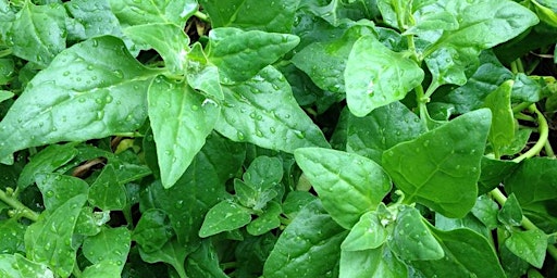 Warrigal Greens: are they really food?