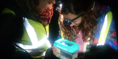 MBA Member Only event - Rockpooling by torchlight