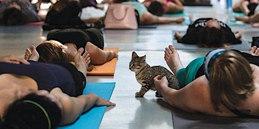 Yoga with Kittens